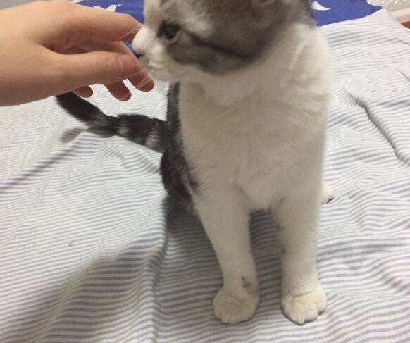 家有萌寵搬家怎么辦？